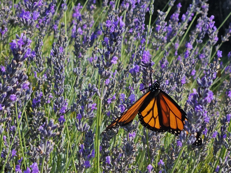 Butterfly at Lavender Farm
